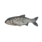 Bighead Carp