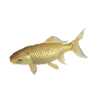 Golden Carp