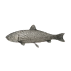 Grass Carp