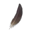 Short Feather