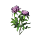 Wei's Purple Peony